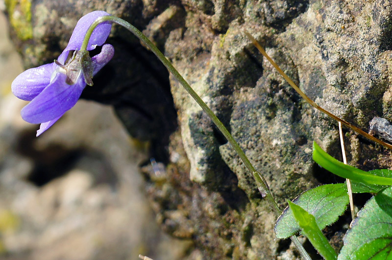Viola alba Besser subsp. dehnhardtii (Ten.) W. Becker